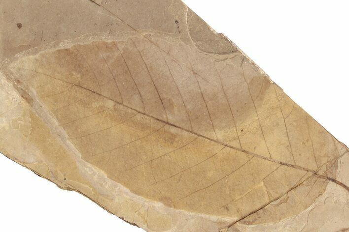 Fossil Leaf Plate (Fagus sp) - McAbee Fossil Beds, BC #221192
